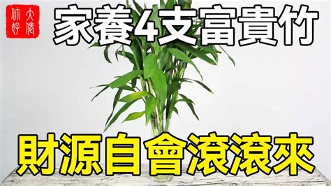 4支富貴竹